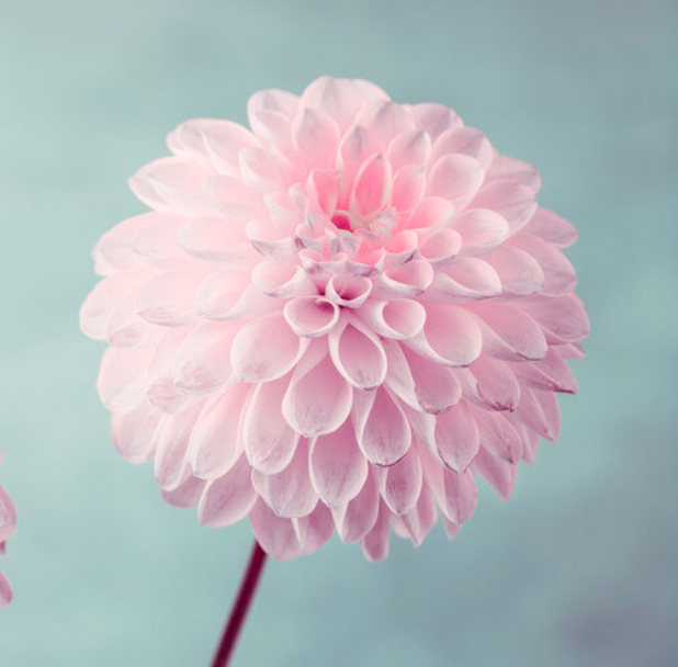 Build your Bouquet