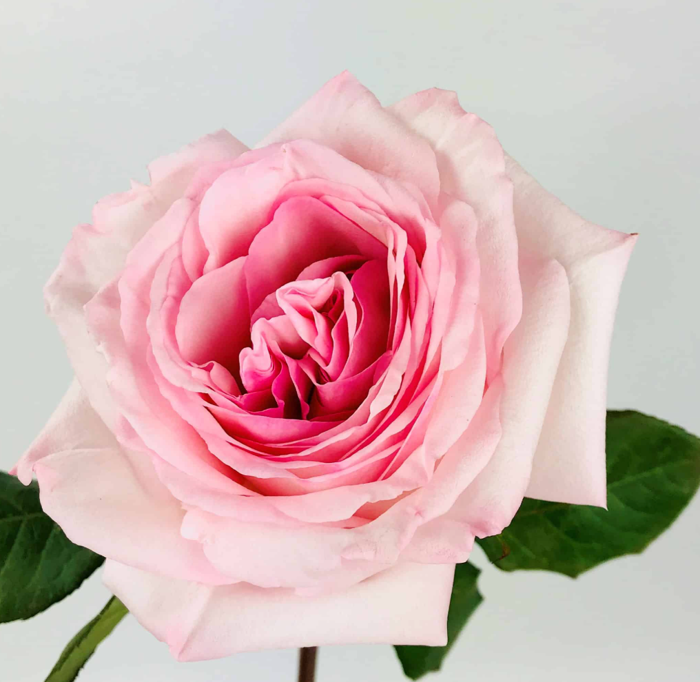 Build your Bouquet