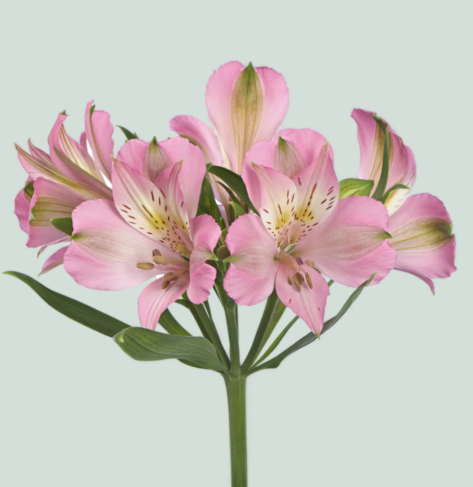 Build your Bouquet