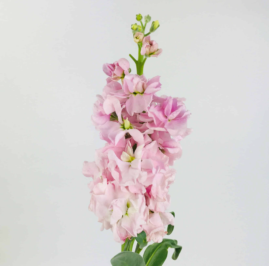 Build your Bouquet