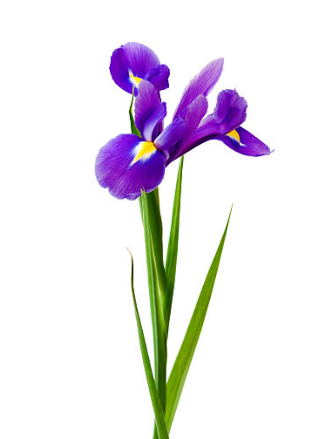 Build your Bouquet