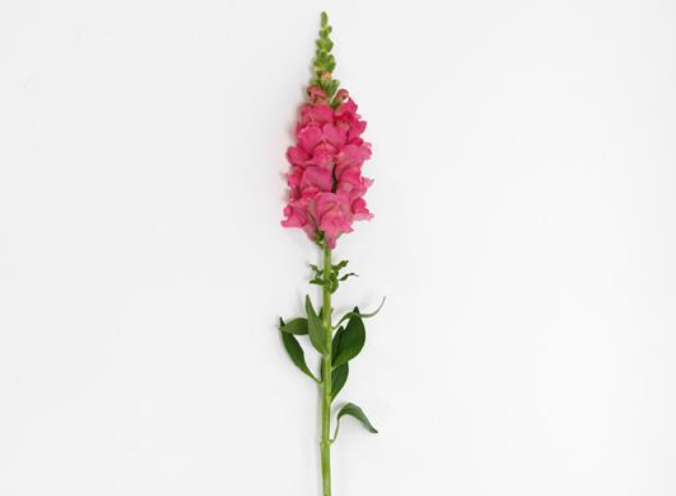 Build your Bouquet