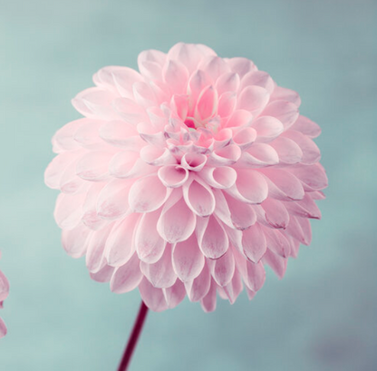 Build your Bouquet